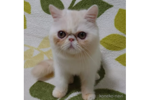 成約済の大阪府のエキゾチックショートヘア-89510の1枚目